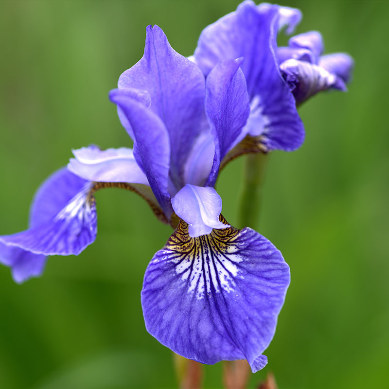 5753  Iris sibirica  Blue King  I  Svenskt namn  :Strandiris  I  Krukstorlek   : SQ1  I  Förväntad Höjd  :  80 cm  I  Blomningstid :  juni-juli - 3