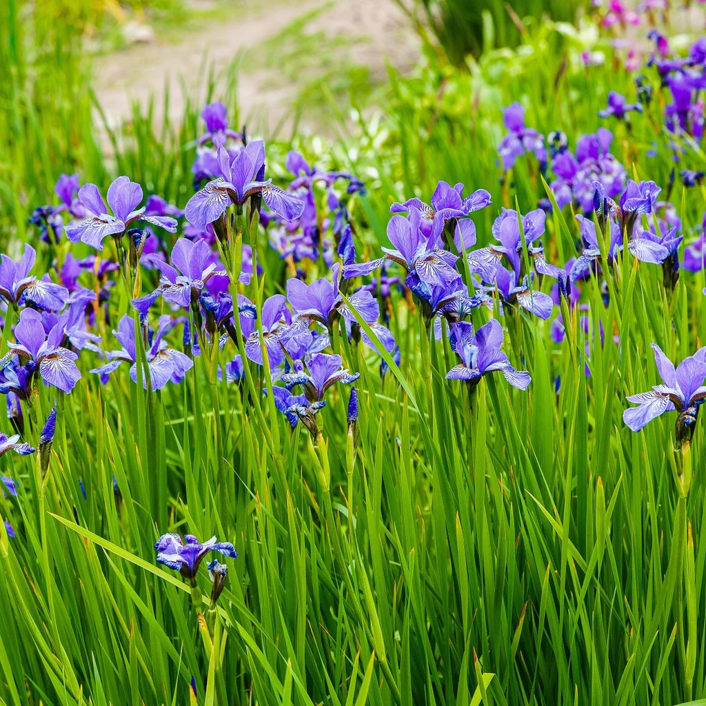 5753  Iris sibirica  Blue King  I  Svenskt namn  :Strandiris  I  Krukstorlek   : SQ1  I  Förväntad Höjd  :  80 cm  I  Blomningstid :  juni-juli - 2