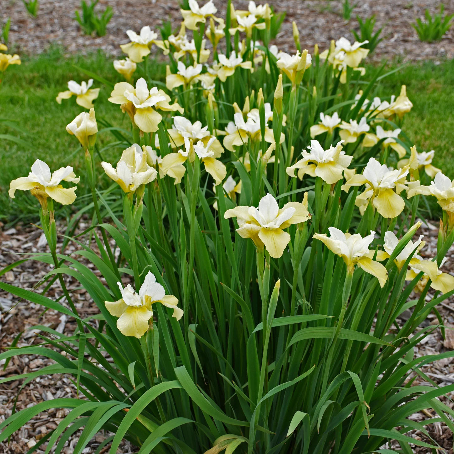 5749  Iris sibirica  Butter and Sugar  I  Svenskt namn  :Strandiris  I  Krukstorlek   : SQ1  I  Förväntad Höjd  :  80 cm  I  Blomningstid :  juni-juli
