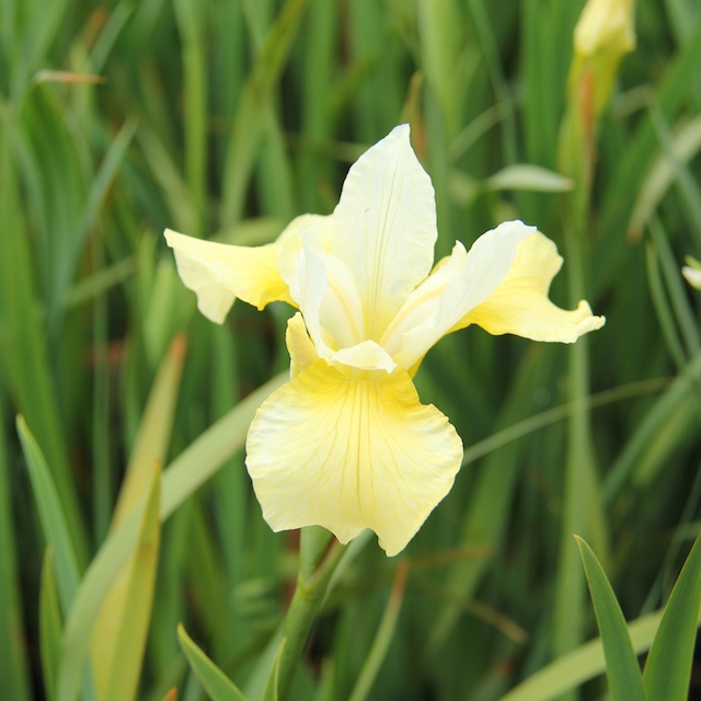 5749  Iris sibirica  Butter and Sugar  I  Svenskt namn  :Strandiris  I  Krukstorlek   : SQ1  I  Förväntad Höjd  :  80 cm  I  Blomningstid :  juni-juli - 3