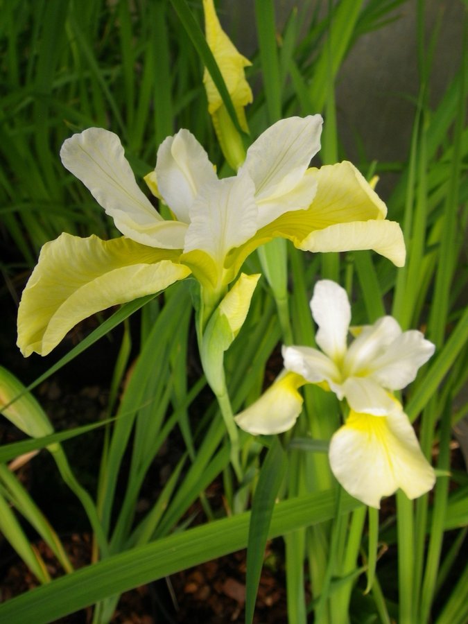 5749  Iris sibirica  Butter and Sugar  I  Svenskt namn  :Strandiris  I  Krukstorlek   : SQ1  I  Förväntad Höjd  :  80 cm  I  Blomningstid :  juni-juli - 2