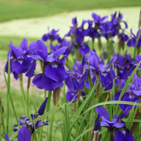 5754  Iris sibirica  Caesars Brother  I  Svenskt namn  :Strandiris  I  Krukstorlek   : SQ1  I  Förväntad Höjd  :  80 cm  I  Blomningstid :  juni-juli - 2