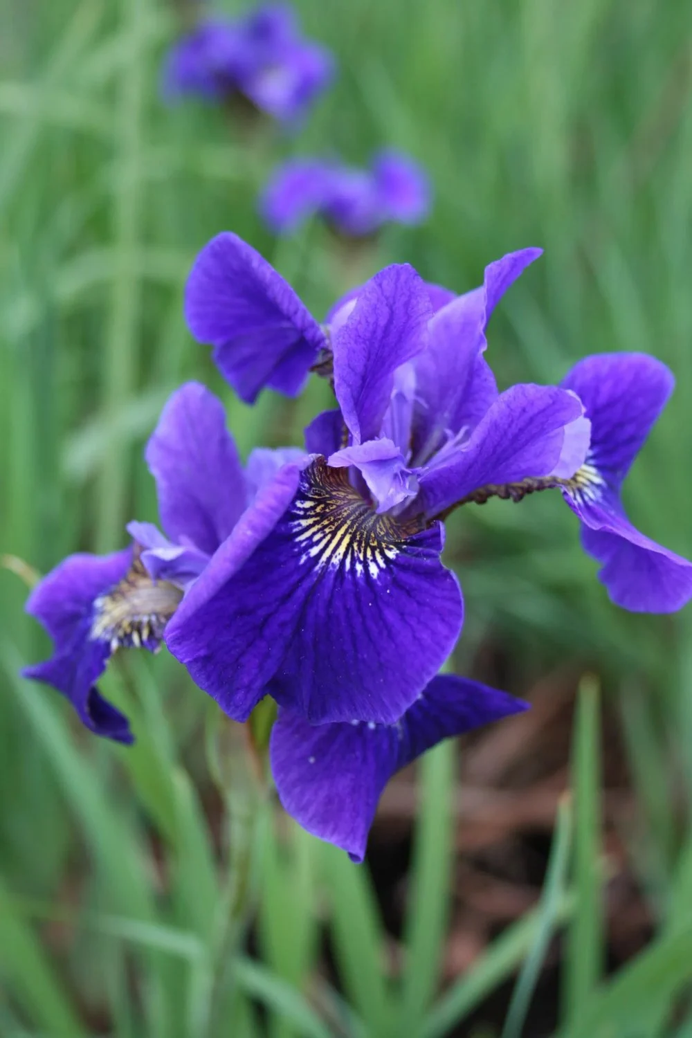 5754  Iris sibirica  Caesars Brother  I  Svenskt namn  :Strandiris  I  Krukstorlek   : SQ1  I  Förväntad Höjd  :  80 cm  I  Blomningstid :  juni-juli - 3