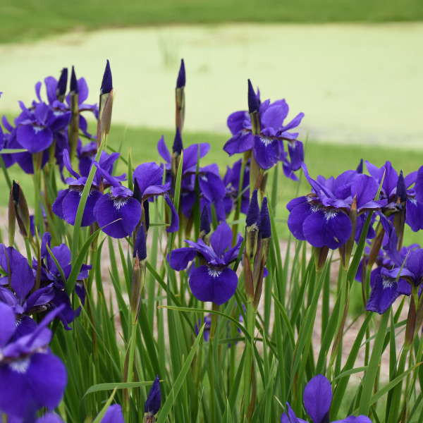 5754  Iris sibirica  Caesars Brother  I  Svenskt namn  :Strandiris  I  Krukstorlek   : SQ1  I  Förväntad Höjd  :  80 cm  I  Blomningstid :  juni-juli