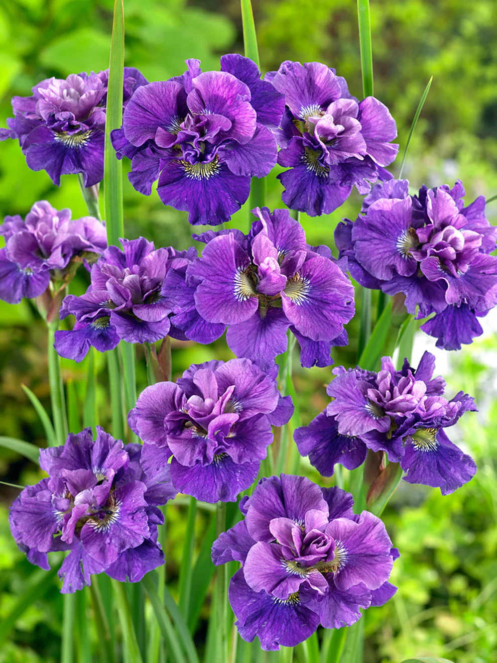 5755  Iris sibirica  Concord Crush  I  Svenskt namn  :Strandiris  I  Krukstorlek   : SQ1  I  Förväntad Höjd  :  60 cm  I  Blomningstid :  juni-juli - 3