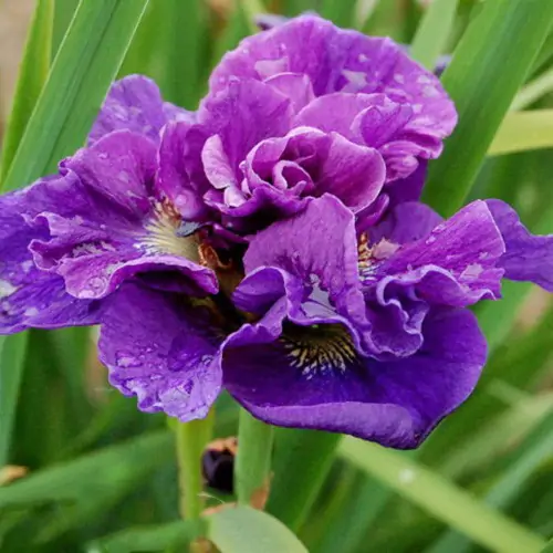 5755  Iris sibirica  Concord Crush  I  Svenskt namn  :Strandiris  I  Krukstorlek   : SQ1  I  Förväntad Höjd  :  60 cm  I  Blomningstid :  juni-juli - 2