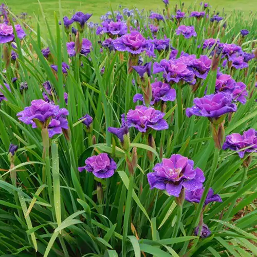5755  Iris sibirica  Concord Crush  I  Svenskt namn  :Strandiris  I  Krukstorlek   : SQ1  I  Förväntad Höjd  :  60 cm  I  Blomningstid :  juni-juli