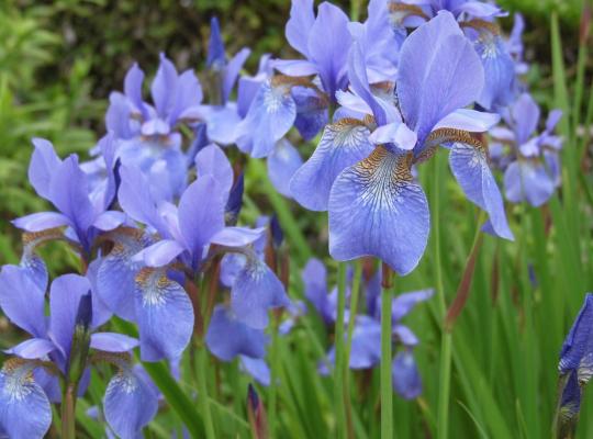 5764  Iris sibirica  Perrys Blue  I  Svenskt namn  :Strandiris  I  Krukstorlek   : SQ1  I  Förväntad Höjd  :  100 cm  I  Blomningstid :  juni-juli - 2