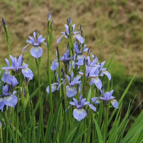 5764  Iris sibirica  Perrys Blue  I  Svenskt namn  :Strandiris  I  Krukstorlek   : SQ1  I  Förväntad Höjd  :  100 cm  I  Blomningstid :  juni-juli