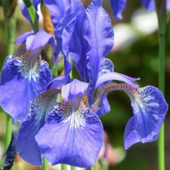 5764  Iris sibirica  Perrys Blue  I  Svenskt namn  :Strandiris  I  Krukstorlek   : SQ1  I  Förväntad Höjd  :  100 cm  I  Blomningstid :  juni-juli - 3