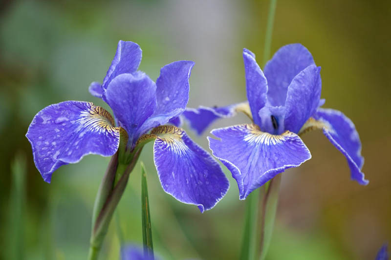 5769  Iris sibirica  Silver Edge  I  Svenskt namn  :Strandiris  I  Krukstorlek   : SQ1  I  Förväntad Höjd  :  70 cm  I  Blomningstid :  juni-juli - 3