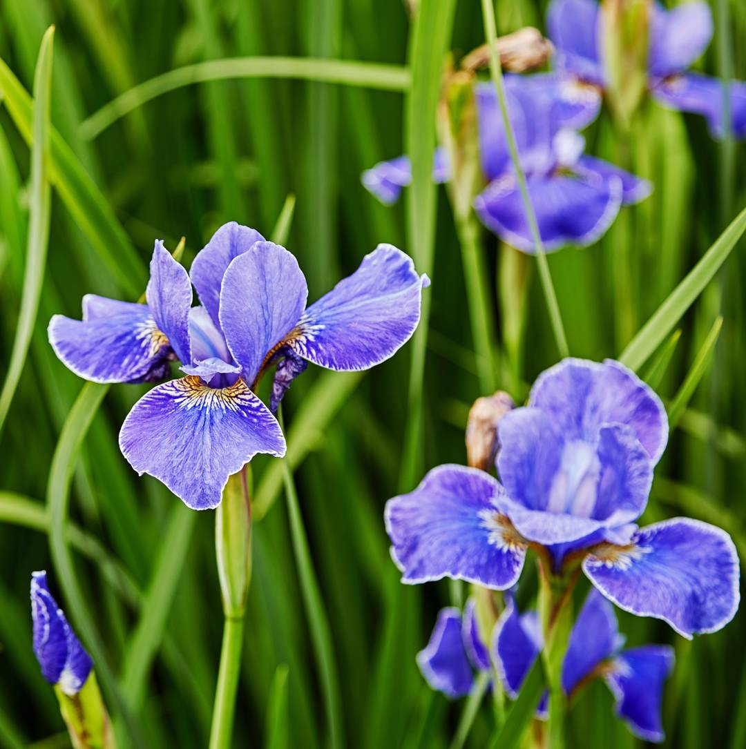 5769  Iris sibirica  Silver Edge  I  Svenskt namn  :Strandiris  I  Krukstorlek   : SQ1  I  Förväntad Höjd  :  70 cm  I  Blomningstid :  juni-juli