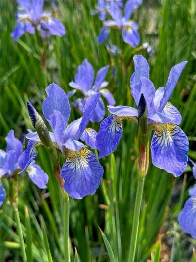 5769  Iris sibirica  Silver Edge  I  Svenskt namn  :Strandiris  I  Krukstorlek   : SQ1  I  Förväntad Höjd  :  70 cm  I  Blomningstid :  juni-juli - 2
