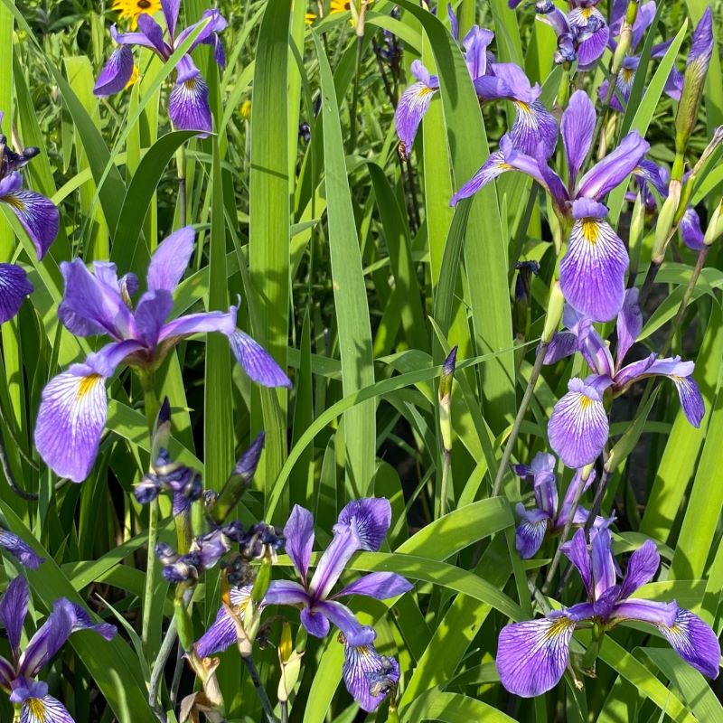 5771  Iris versicolor  Purple Flame  I  Svenskt namn  :Brokiris  I  Krukstorlek   : SQ1  I  Förväntad Höjd  :  80 cm  I  Blomningstid :  maj-juli - 2
