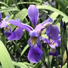 5771  Iris versicolor  Purple Flame  I  Svenskt namn  :Brokiris  I  Krukstorlek   : SQ1  I  Förväntad Höjd  :  80 cm  I  Blomningstid :  maj-juli - 3