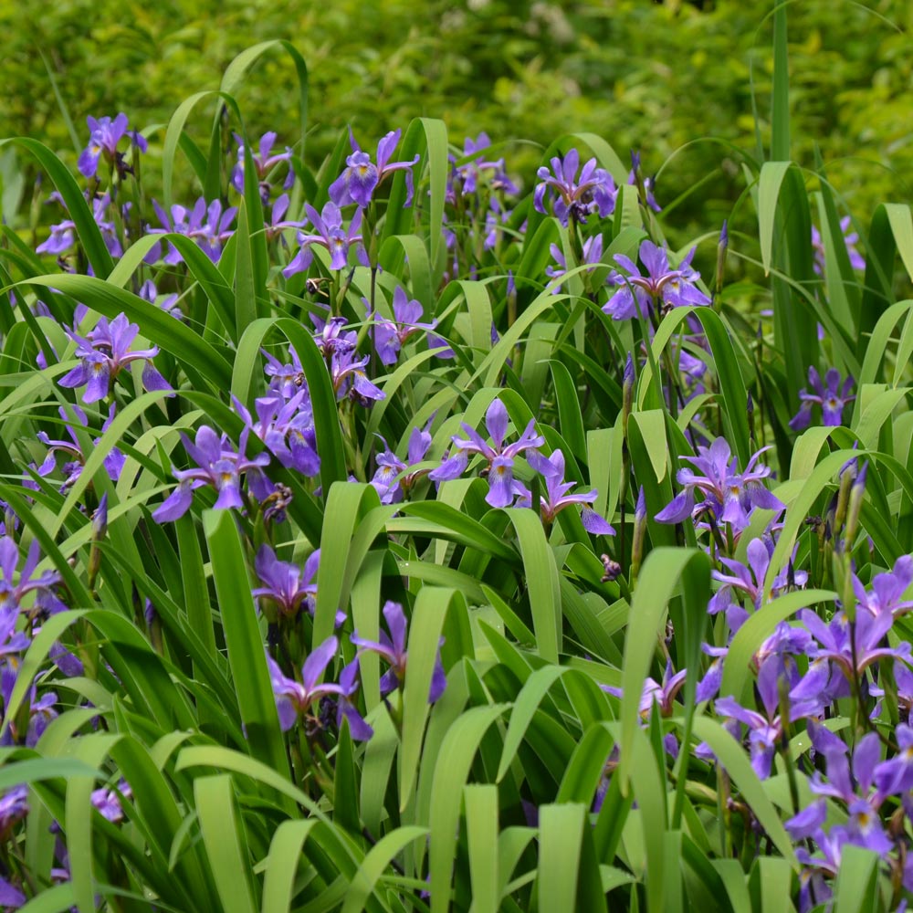5771  Iris versicolor  Purple Flame  I  Svenskt namn  :Brokiris  I  Krukstorlek   : SQ1  I  Förväntad Höjd  :  80 cm  I  Blomningstid :  maj-juli