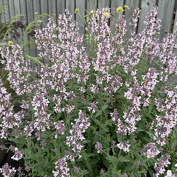 6378  Nepeta faassenii  Amelia  I  Svenskt namn  :Kantnepeta  I  Krukstorlek   : 11c  I  Förväntad Höjd  :  60 cm  I  Blomningstid :  juni-sept