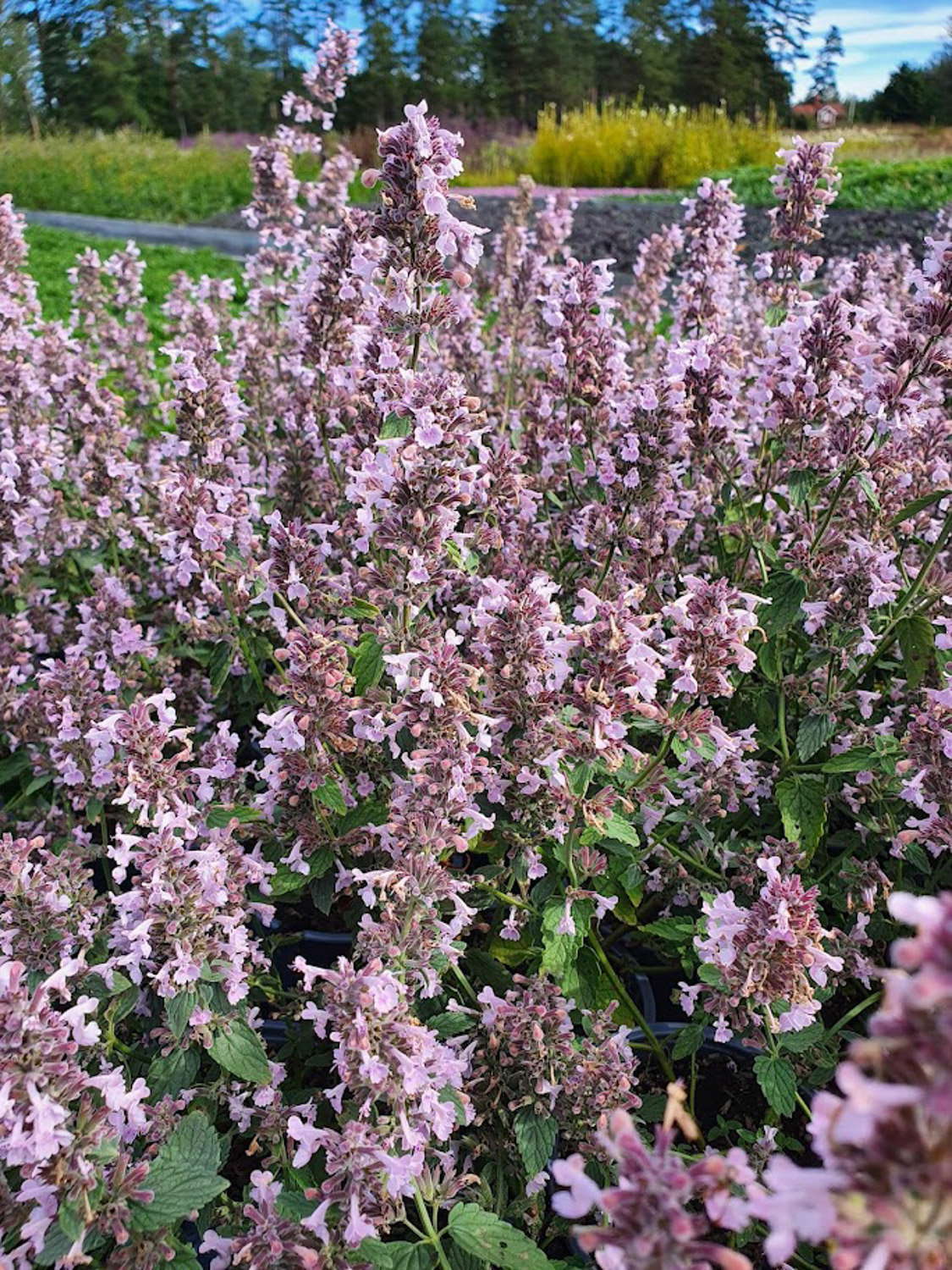 6378  Nepeta faassenii  Amelia  I  Svenskt namn  :Kantnepeta  I  Krukstorlek   : 11c  I  Förväntad Höjd  :  60 cm  I  Blomningstid :  juni-sept - 2