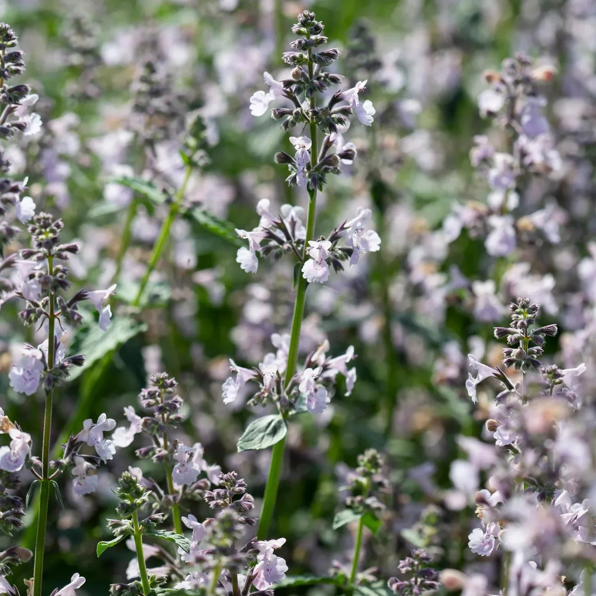 6378  Nepeta faassenii  Amelia  I  Svenskt namn  :Kantnepeta  I  Krukstorlek   : 11c  I  Förväntad Höjd  :  60 cm  I  Blomningstid :  juni-sept - 3