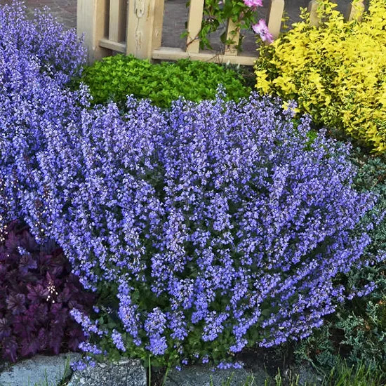 6370  Nepeta faassenii  Blue Wonder  I  Svenskt namn  :Kantnepeta  I  Krukstorlek   : 11c  I  Förväntad Höjd  :  35 cm  I  Blomningstid :  juni-aug - 3