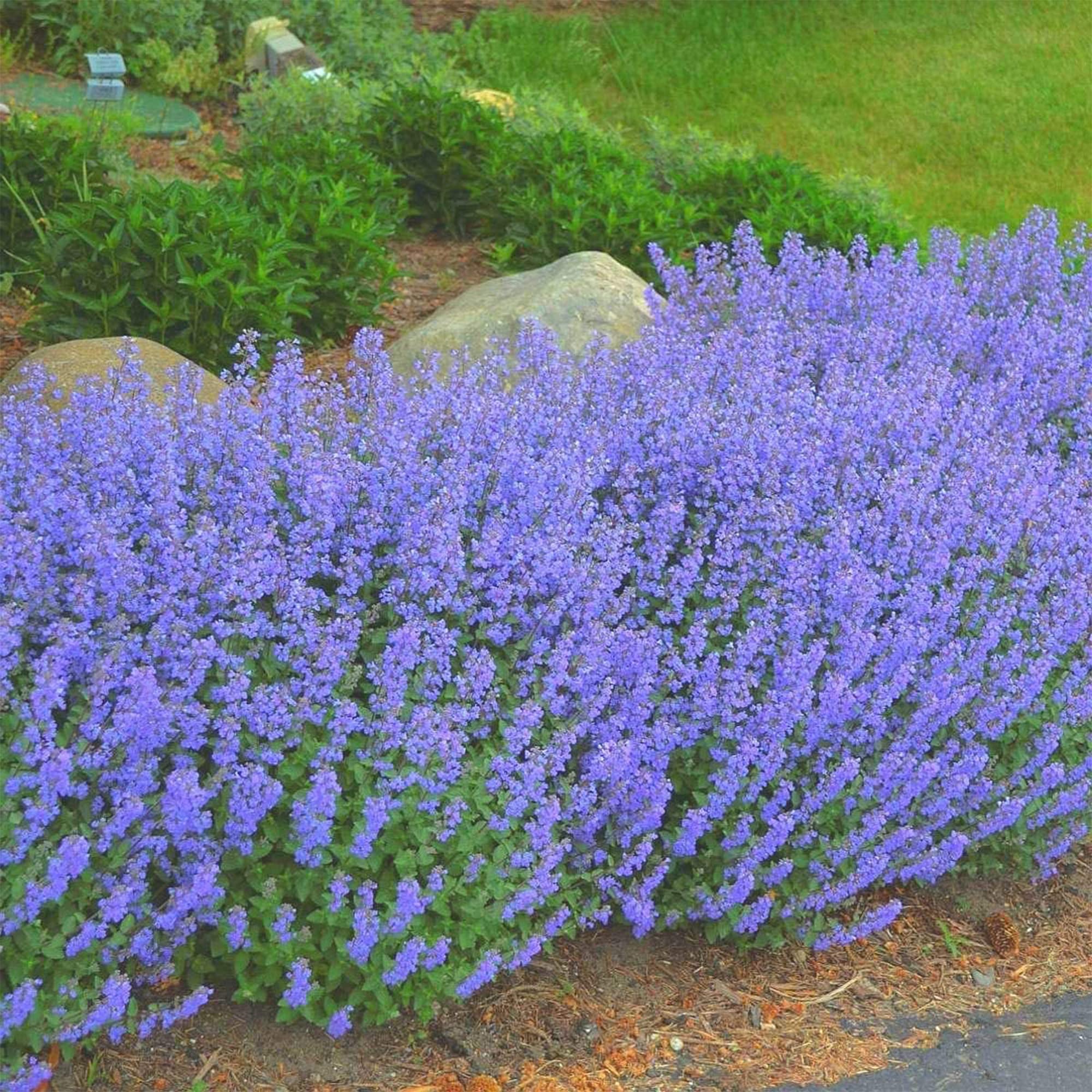 6370  Nepeta faassenii  Blue Wonder  I  Svenskt namn  :Kantnepeta  I  Krukstorlek   : 11c  I  Förväntad Höjd  :  35 cm  I  Blomningstid :  juni-aug