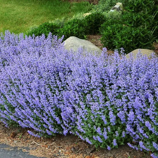 6370  Nepeta faassenii  Blue Wonder  I  Svenskt namn  :Kantnepeta  I  Krukstorlek   : 11c  I  Förväntad Höjd  :  35 cm  I  Blomningstid :  juni-aug - 2