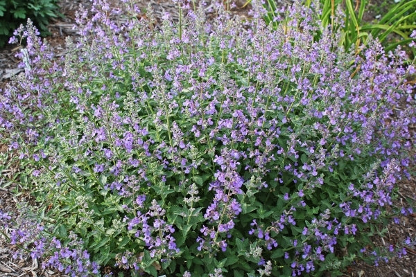 6388  Nepeta faassenii  Junior Walker (PBR)  I  Svenskt namn  :Kantnepeta  I  Krukstorlek   : 11c  I  Förväntad Höjd  :  30 cm  I  Blomningstid :  juli-sept - 2