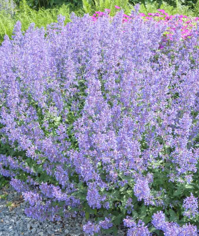 6388  Nepeta faassenii  Junior Walker (PBR)  I  Svenskt namn  :Kantnepeta  I  Krukstorlek   : 11c  I  Förväntad Höjd  :  30 cm  I  Blomningstid :  juli-sept - 3