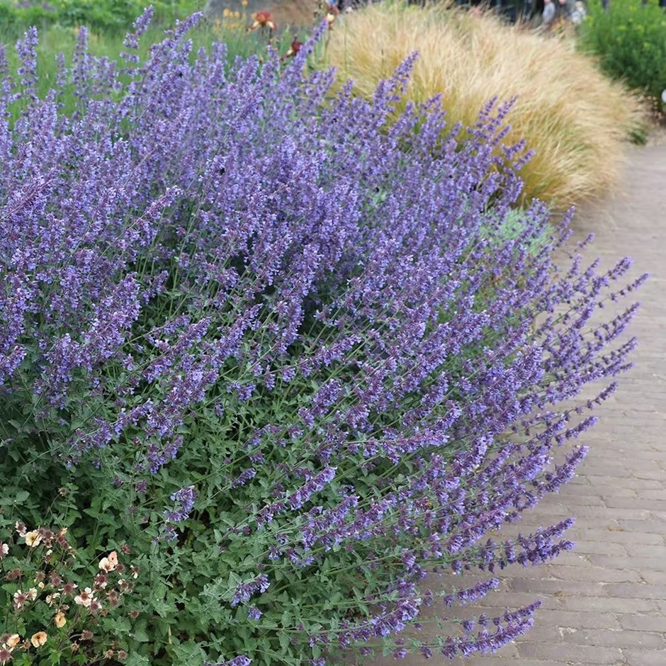 6388  Nepeta faassenii  Junior Walker (PBR)  I  Svenskt namn  :Kantnepeta  I  Krukstorlek   : 11c  I  Förväntad Höjd  :  30 cm  I  Blomningstid :  juli-sept