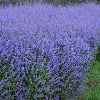 6356  Nepeta faassenii  Purrsian Blue (PBR)  I  Svenskt namn  :Kantnepeta  I  Krukstorlek   : 11c  I  Förväntad Höjd  :  30 cm  I  Blomningstid :  maj-sept