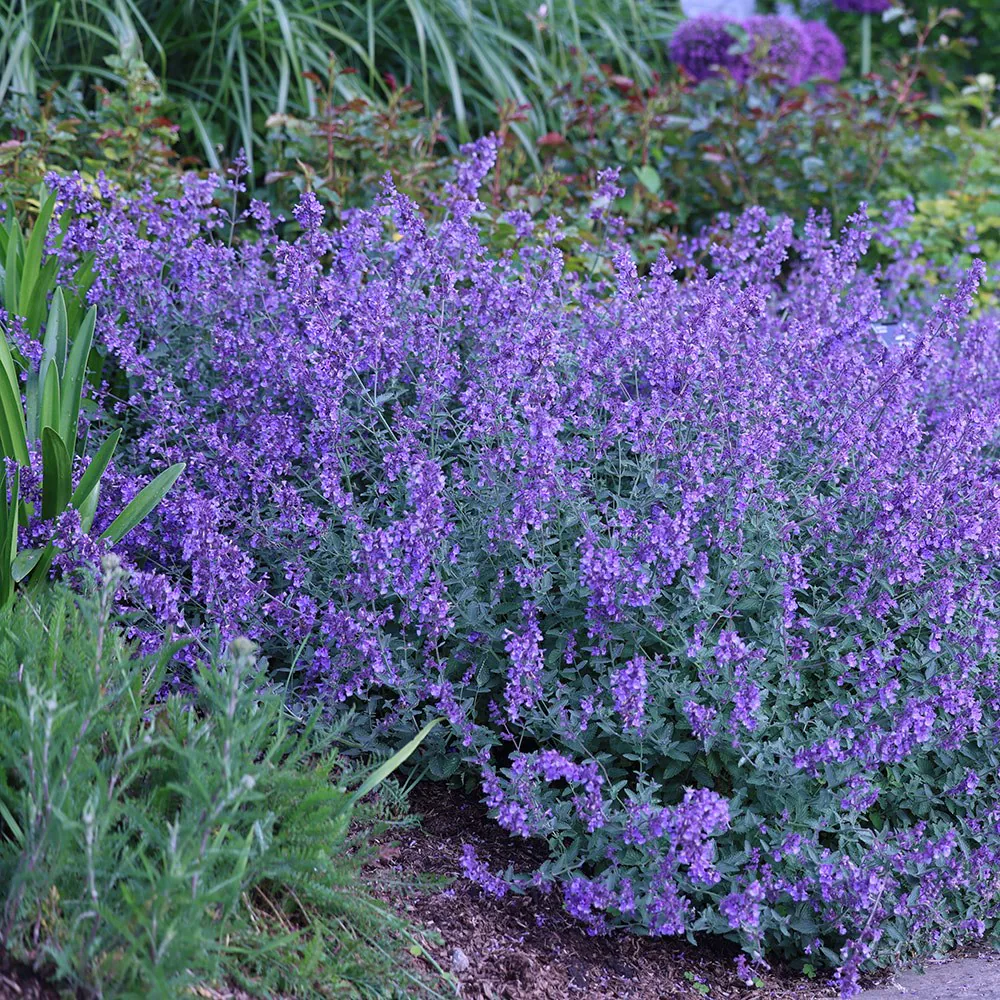 6376  Nepeta faassenii  Walkers Low  I  Svenskt namn  :Kantnepeta  I  Krukstorlek   : 11c  I  Förväntad Höjd  :  50 cm  I  Blomningstid :  juni-sept - 2