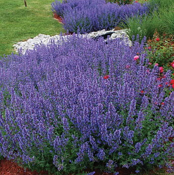 6376  Nepeta faassenii  Walkers Low  I  Svenskt namn  :Kantnepeta  I  Krukstorlek   : 11c  I  Förväntad Höjd  :  50 cm  I  Blomningstid :  juni-sept