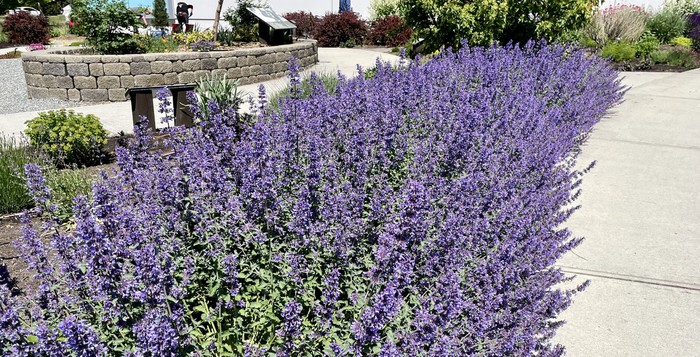 6376  Nepeta faassenii  Walkers Low  I  Svenskt namn  :Kantnepeta  I  Krukstorlek   : 11c  I  Förväntad Höjd  :  50 cm  I  Blomningstid :  juni-sept - 3