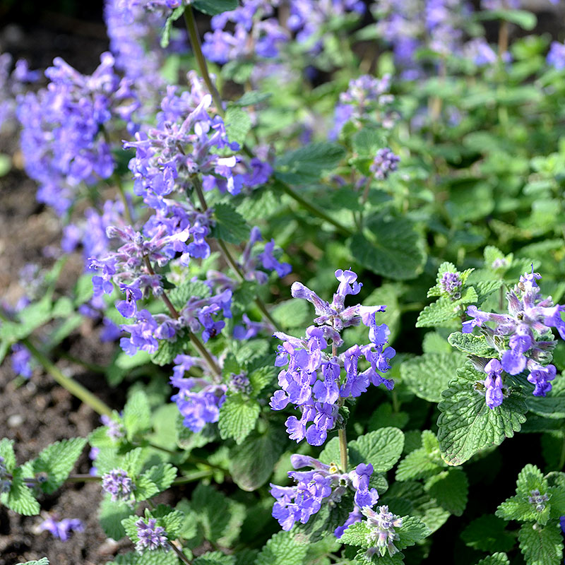6786  Nepeta racemosa Linghem Grönt kulturarv ®  I  Svenskt namn  :Bergnepeta  I  Krukstorlek   : 11c  I  Förväntad Höjd  :  30 cm  I  Blomningstid :  maj-juni
