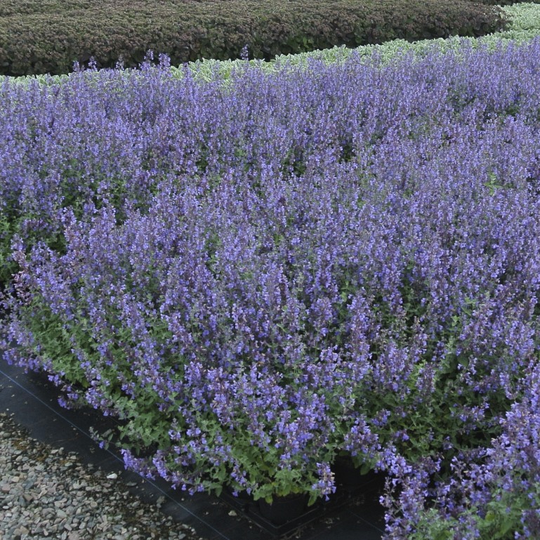 6786  Nepeta racemosa Linghem Grönt kulturarv ®  I  Svenskt namn  :Bergnepeta  I  Krukstorlek   : 11c  I  Förväntad Höjd  :  30 cm  I  Blomningstid :  maj-juni - 3