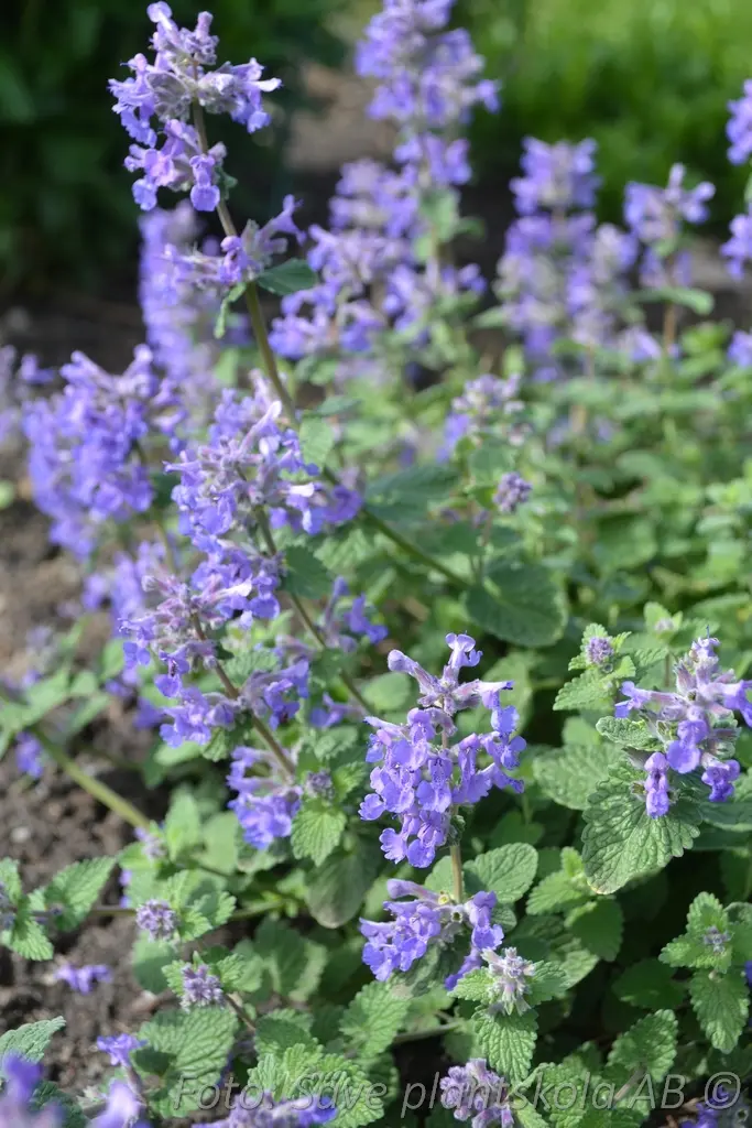 6786  Nepeta racemosa Linghem Grönt kulturarv ®  I  Svenskt namn  :Bergnepeta  I  Krukstorlek   : 11c  I  Förväntad Höjd  :  30 cm  I  Blomningstid :  maj-juni - 2