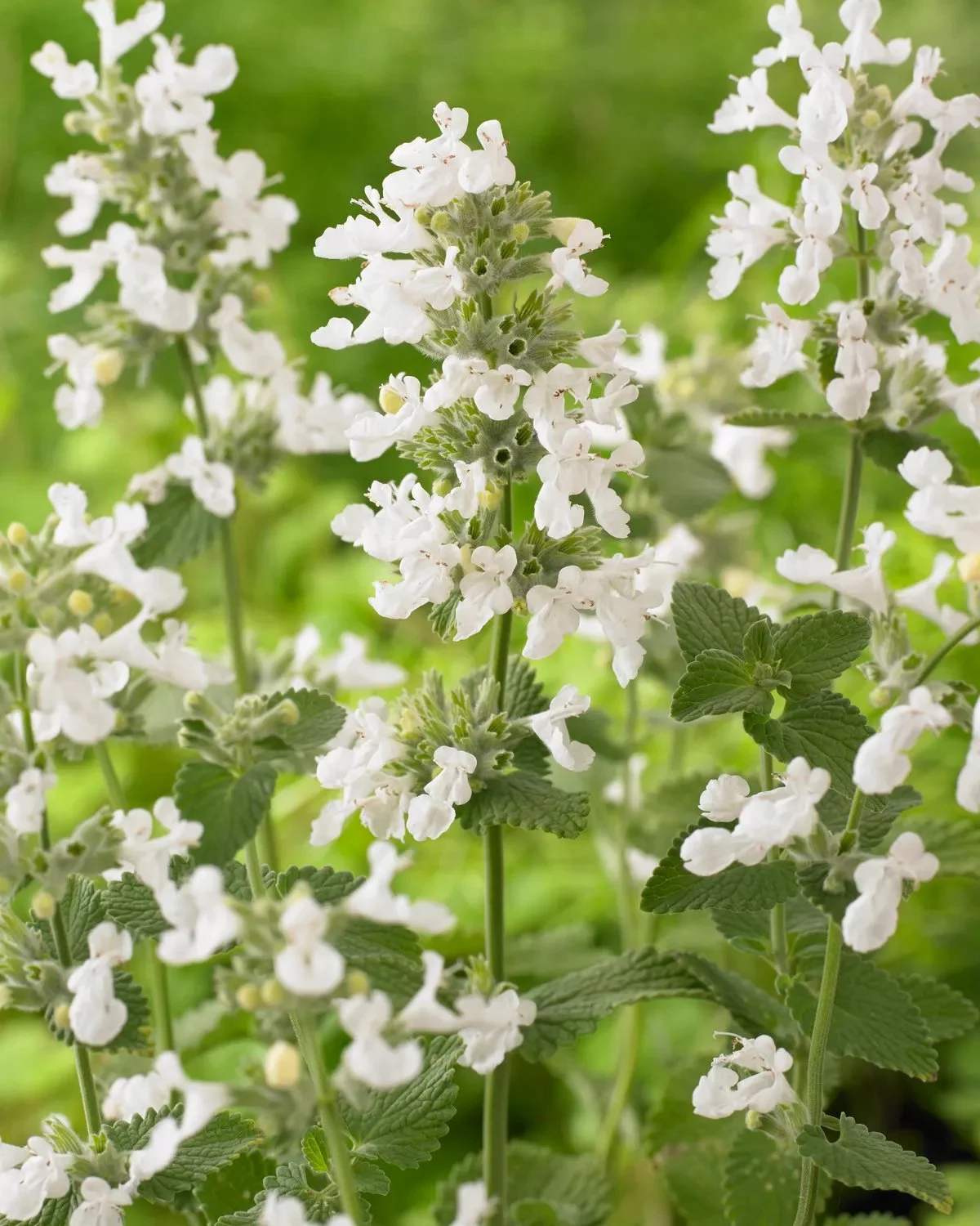 6377  Nepeta racemosa Snowflake  I  Svenskt namn  :Bergnepeta  I  Krukstorlek   : 11c/P9  I  Förväntad Höjd  :  40 cm  I  Blomningstid :  juni-sept - 2