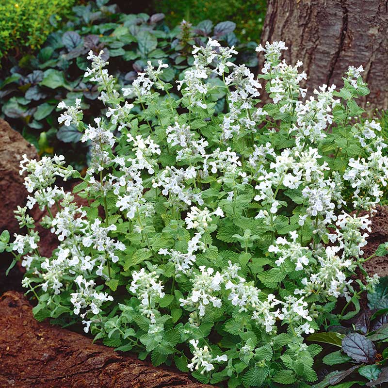 6377  Nepeta racemosa Snowflake  I  Svenskt namn  :Bergnepeta  I  Krukstorlek   : 11c/P9  I  Förväntad Höjd  :  40 cm  I  Blomningstid :  juni-sept