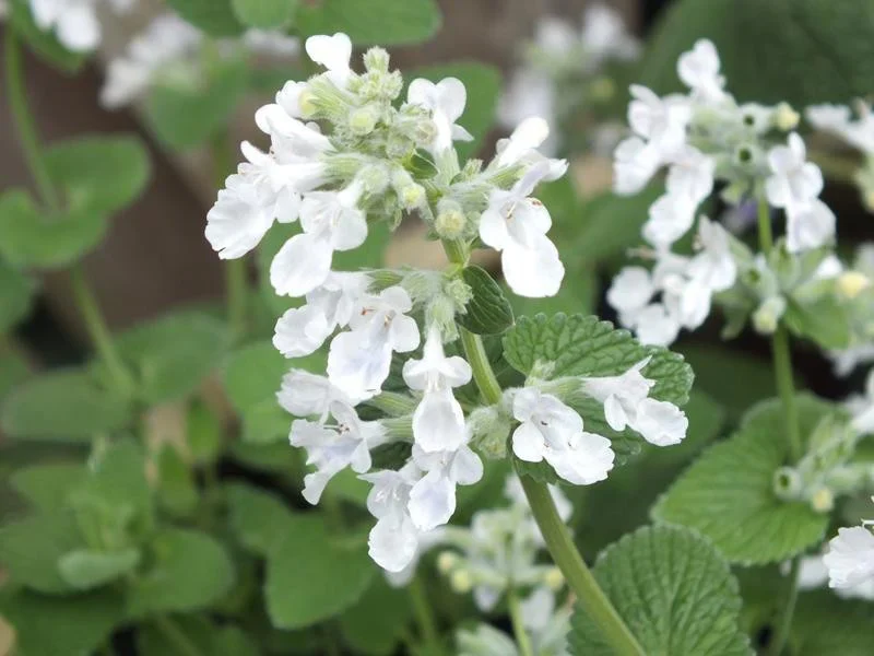 6377  Nepeta racemosa Snowflake  I  Svenskt namn  :Bergnepeta  I  Krukstorlek   : 11c/P9  I  Förväntad Höjd  :  40 cm  I  Blomningstid :  juni-sept - 3