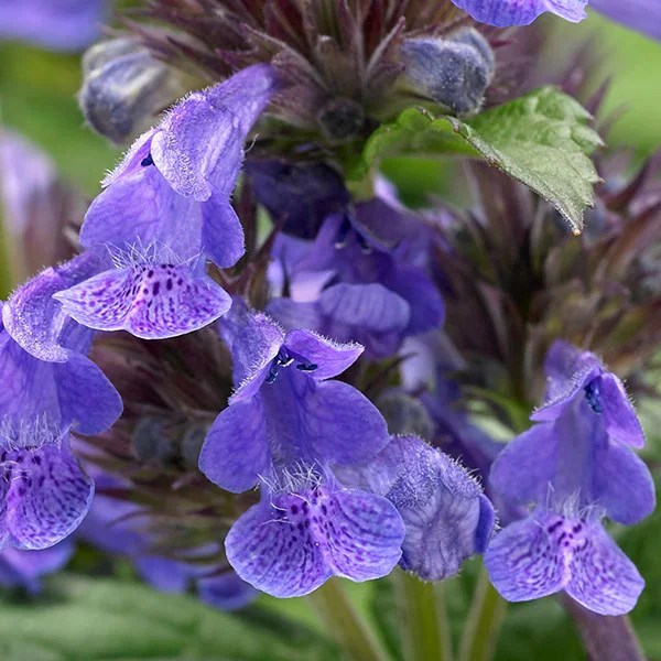 6391  Nepeta Neptune (PBR)  I  Svenskt namn  :Ängsnepeta  I  Krukstorlek   : SQ1  I  Förväntad Höjd  :  30 cm  I  Blomningstid :  juni-okt - 3