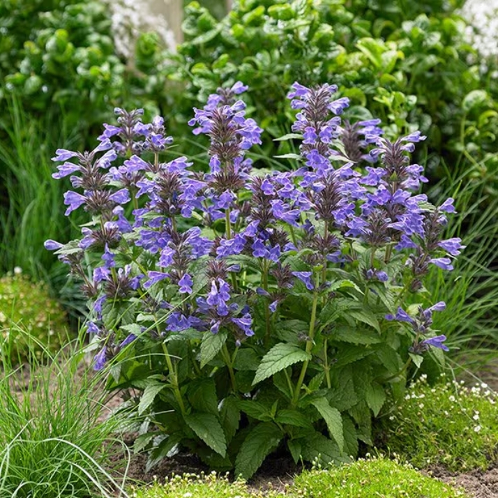6391  Nepeta Neptune (PBR)  I  Svenskt namn  :Ängsnepeta  I  Krukstorlek   : SQ1  I  Förväntad Höjd  :  30 cm  I  Blomningstid :  juni-okt