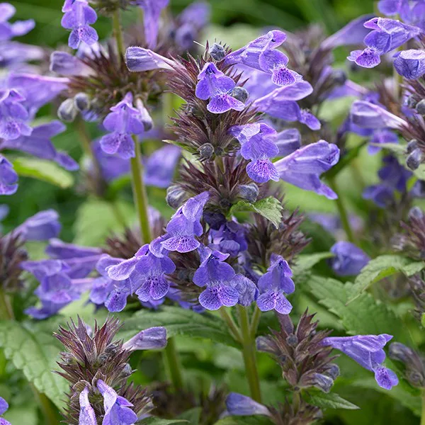 6391  Nepeta Neptune (PBR)  I  Svenskt namn  :Ängsnepeta  I  Krukstorlek   : SQ1  I  Förväntad Höjd  :  30 cm  I  Blomningstid :  juni-okt - 2