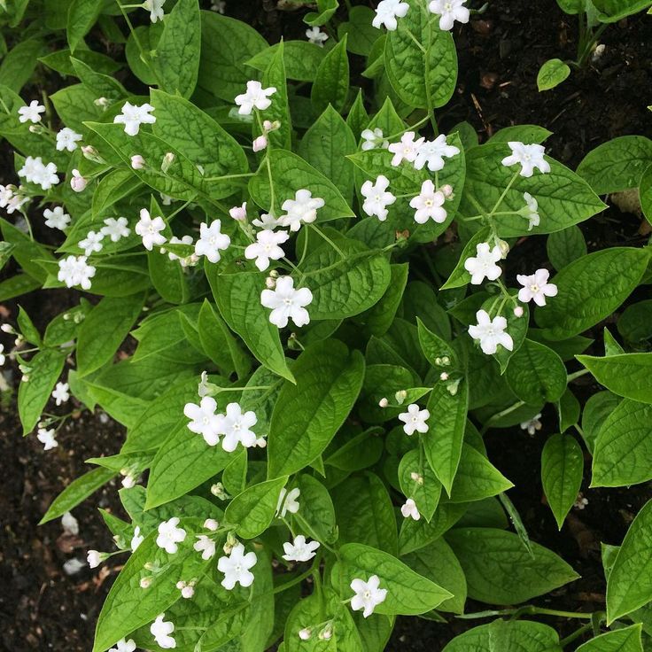 6431  Omphalodes verna  Alba  I  Svenskt namn  :Ormöga  I  Krukstorlek   : P9  I  Förväntad Höjd  :  15 cm  I  Blomningstid :  maj