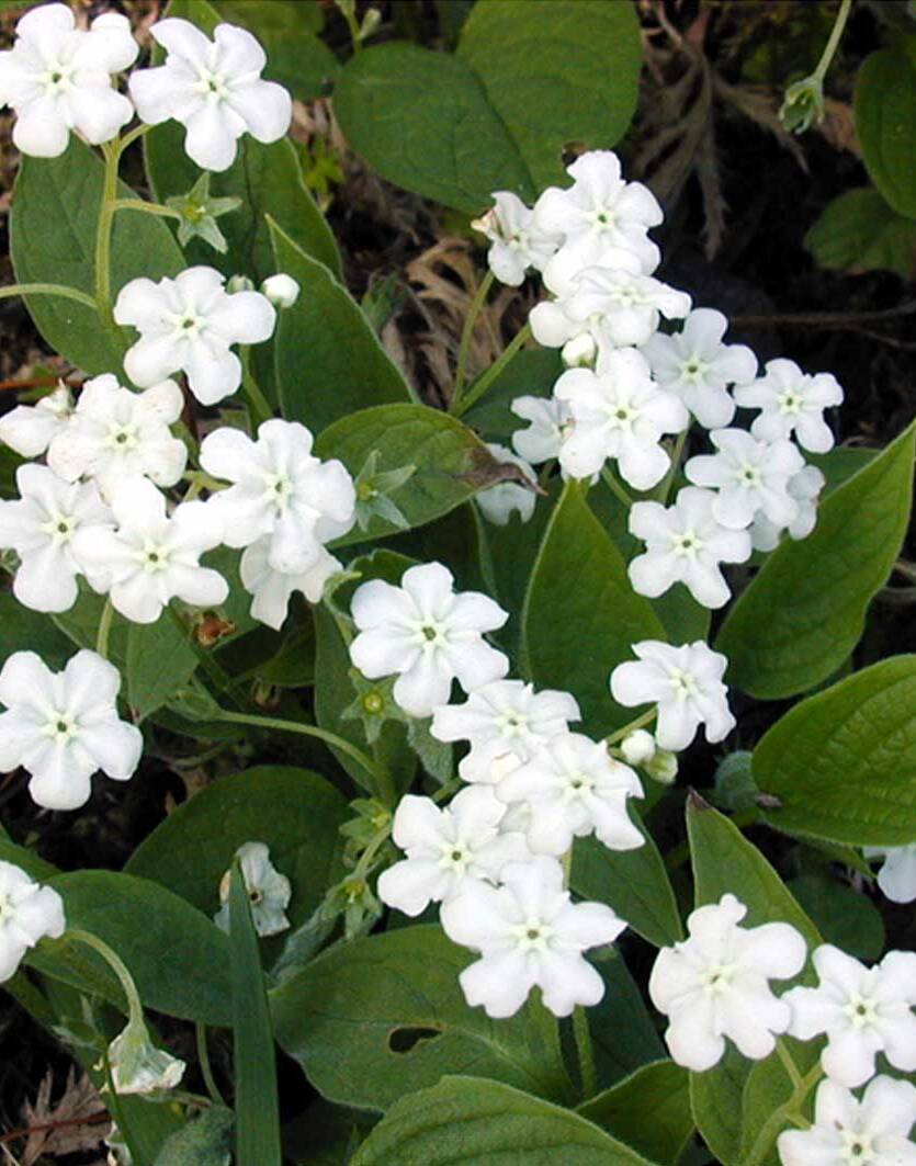 6431  Omphalodes verna  Alba  I  Svenskt namn  :Ormöga  I  Krukstorlek   : P9  I  Förväntad Höjd  :  15 cm  I  Blomningstid :  maj - 2