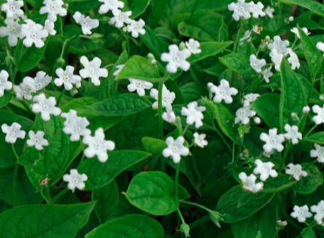 6431  Omphalodes verna  Alba  I  Svenskt namn  :Ormöga  I  Krukstorlek   : P9  I  Förväntad Höjd  :  15 cm  I  Blomningstid :  maj - 3