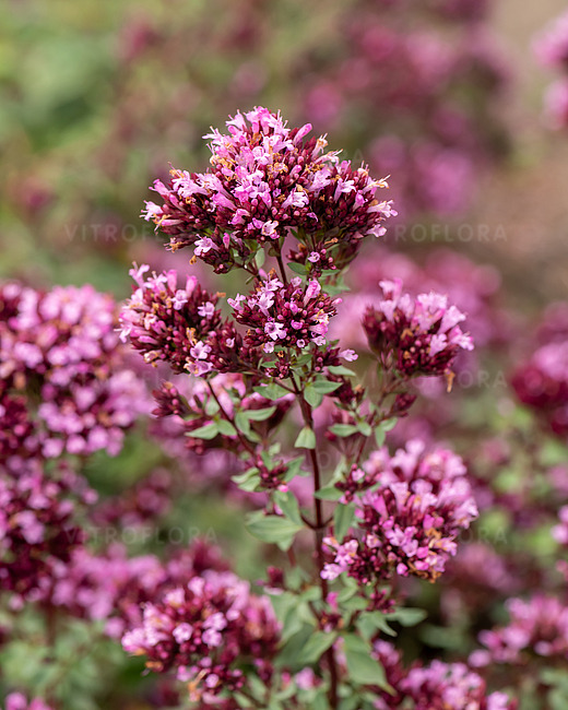 8936  Origanum laevigatum  Herrenhausen  I  Svenskt namn  :Purpurmejram  I  Krukstorlek   : 11c/P9  I  Förväntad Höjd  :  30 cm  I  Blomningstid :  juli-sept - 2