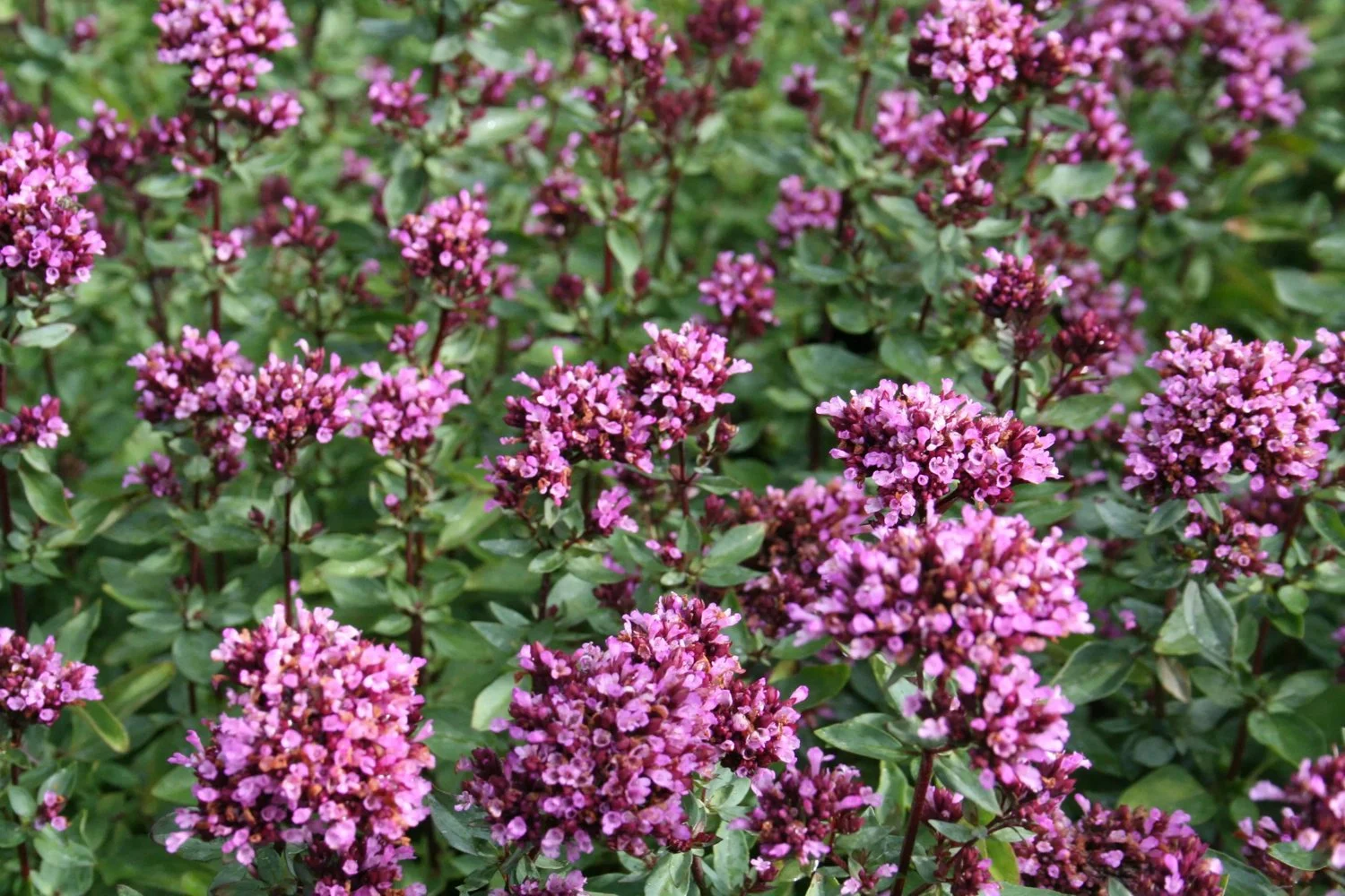 8936  Origanum laevigatum  Herrenhausen  I  Svenskt namn  :Purpurmejram  I  Krukstorlek   : 11c/P9  I  Förväntad Höjd  :  30 cm  I  Blomningstid :  juli-sept - 3