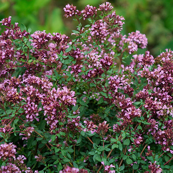 8936  Origanum laevigatum  Herrenhausen  I  Svenskt namn  :Purpurmejram  I  Krukstorlek   : 11c/P9  I  Förväntad Höjd  :  30 cm  I  Blomningstid :  juli-sept