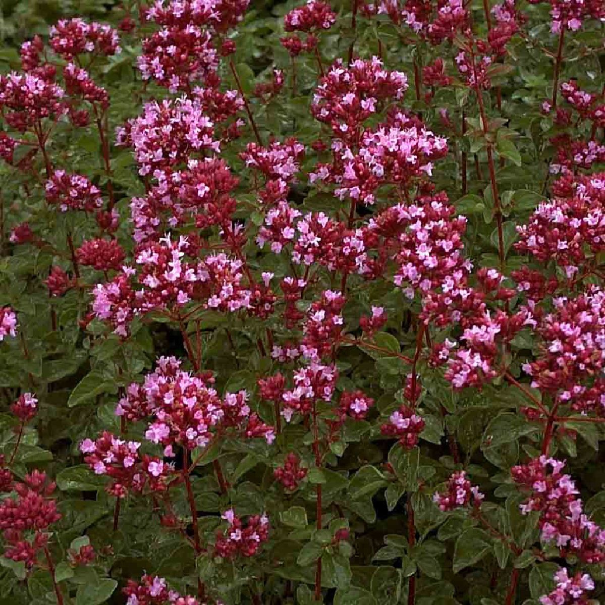 8938  Origanum laevigatum  Rosenkuppel  I  Svenskt namn  :Purpurmejram  I  Krukstorlek   : 11c  I  Förväntad Höjd  :  30 cm  I  Blomningstid :  aug-sept