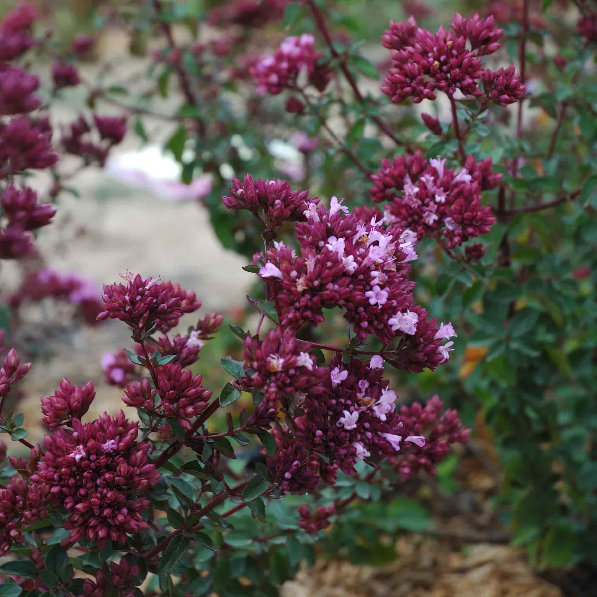 8938  Origanum laevigatum  Rosenkuppel  I  Svenskt namn  :Purpurmejram  I  Krukstorlek   : 11c  I  Förväntad Höjd  :  30 cm  I  Blomningstid :  aug-sept - 3
